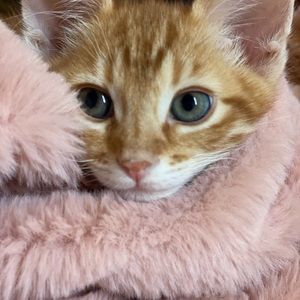 Meet your Posher, Irina